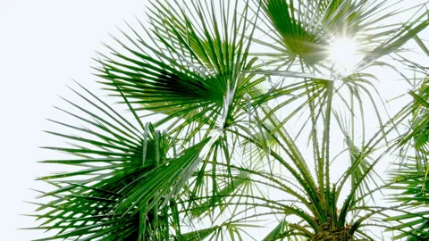 The sun shines through the leaves of the palm tree Stock Footage 88928536