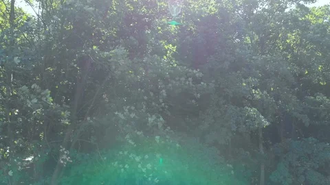 The sun shines through the leaves. Quadcopter shooting. Aerial photography. 4K. Stock Footage 115182764