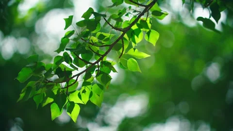 The sun shines through the leaves - the spring breeze blows the leaves, and  Stock Footage 257191583