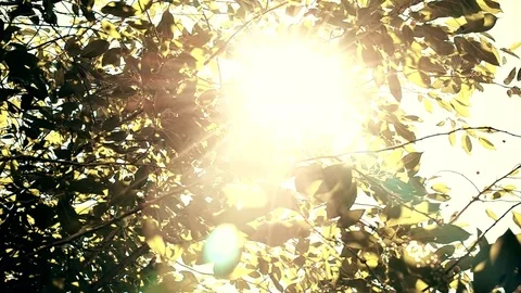 Sun shines through leaves of a tree Stock Footage 72903208