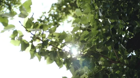 The sun shines through the leaves of the tree. Stock Footage 76922937