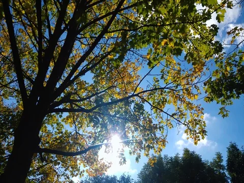 Sun shines through the leaves of a tree in autumn Stock Footage