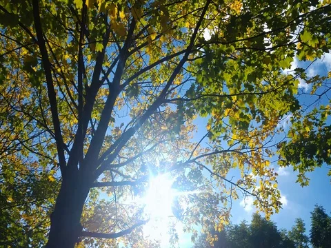 Sun shines through the leaves of a tree in autumn 02 Stock Footage