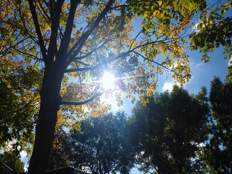 Sun shines through the leaves of a tree in autumn 03 動画素材 80557289