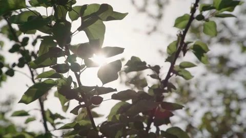 Sun shines through the leaves of the tree spring warm time 스톡 동영상 134068279