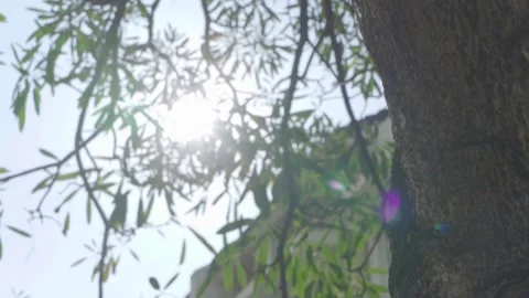 The sun shines through the leaves of the tree. Green leaf macro in summer day Stock Footage 195213786