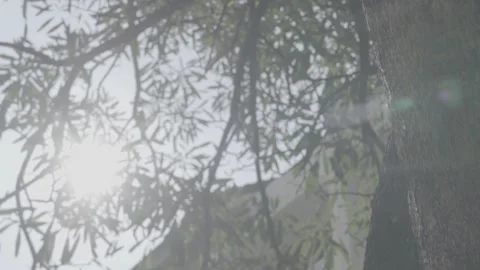 The sun shines through the leaves of the tree. Green leaf macro in summer day Stock Footage 195213878