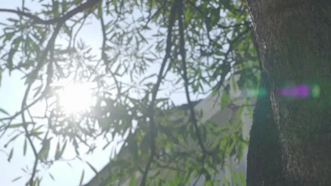 The sun shines through the leaves of the tree. Green leaf macro in summer day Stock Footage 195213994