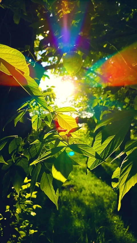 Sun shines through the leaves on the tree branches in the city park. Stock Footage 203006546