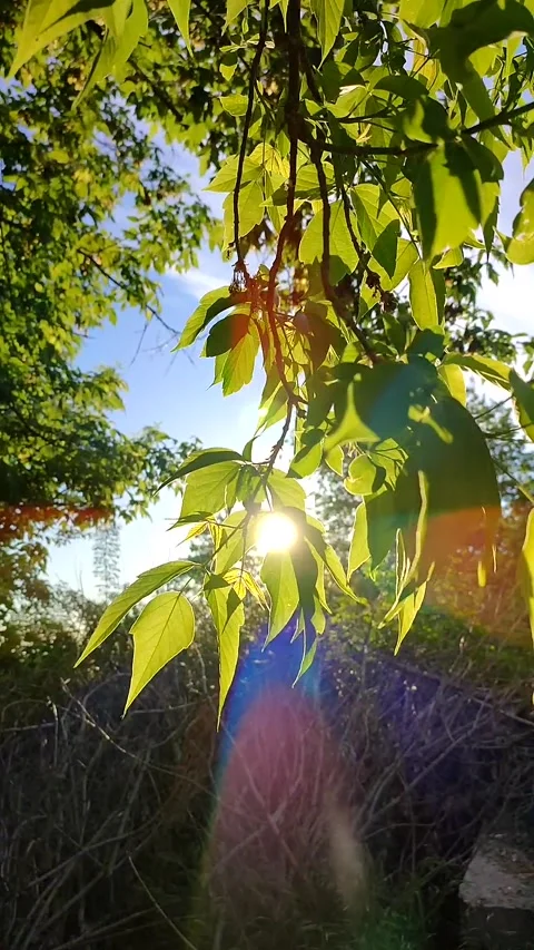 Sun shines through the leaves on the tree branches in the city park. Stock Footage 208076862