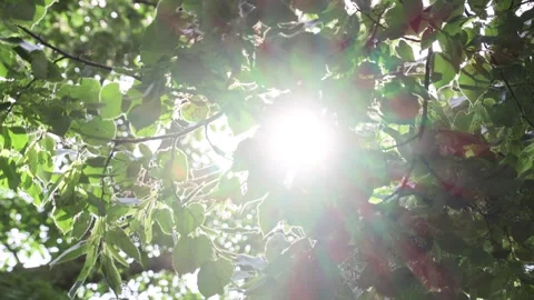 The sun shines through the leaves of the tree Stock Footage 242563060