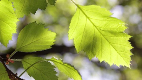 The Sun Shines Through The Leaves Of The Tree. 4k. 60 FPS. ProRes. Stock Footage 244541632