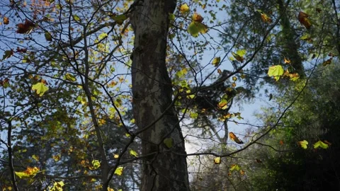 Sun shines through the leaves of a tree in Europe during Autumn Stock Footage 289677705
