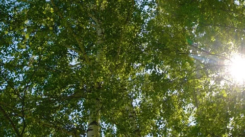 The sun shines through the leaves of the trees in the wind Vídeos de archivo 91691994