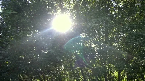 Sun Shines Through The Leaves Of Trees 4K Aerial Video Stock-Footage 100423491