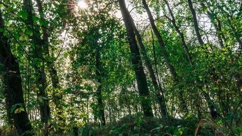 The sun shines through the leaves of trees. time lapse Stock Footage 115702731