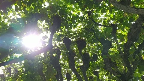 The sun shines through the leaves of the trees Stock Footage 213945583