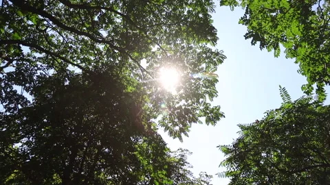 The sun shines through the leaves of the trees Stock Footage 256513400