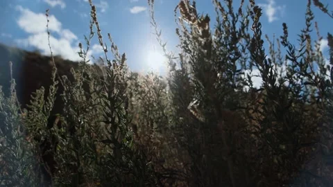 Sun shines through long branches of mountain shrub. Видео 210225027