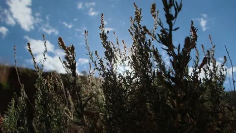 Sun shines through long branches of mountain shrub. Stock Footage 213596610