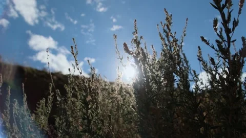 Sun shines through long branches of mountain shrub. Video stock 221766651