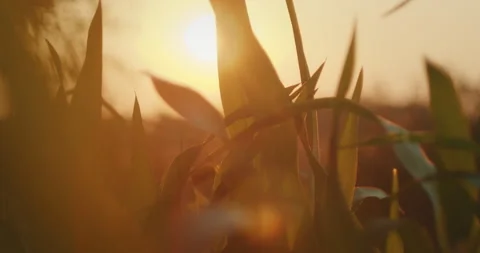 Sun shines through long green leaves of maize plants in a rural field during Stock Footage 306495243