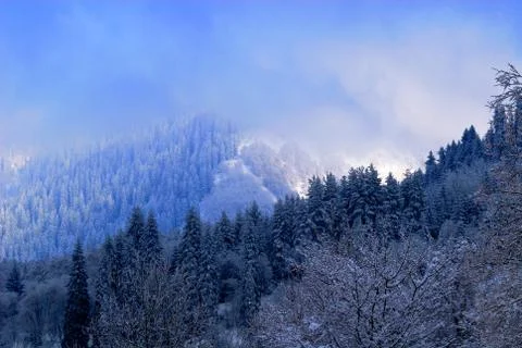 Sun shines through the low clouds on a fir trees covered mountain sidehills Stock Photos