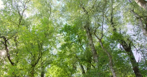 Sun shines through lush foliage of very tall trees in bright summer day Stock Footage 260136076