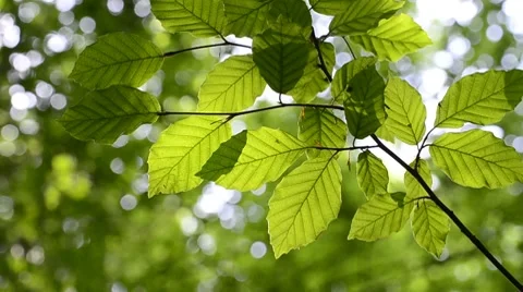 Sun shines through Lush Green Foliage Stock Footage 7756576