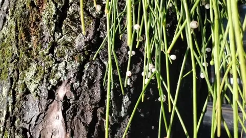 The sun shines through the lush green leaf Stock Footage 326913672
