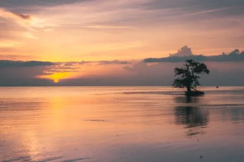 The sun shines through the mangrove-tree in Ai Lemak Beach, Sumbawa, Indonesia Stock Photos