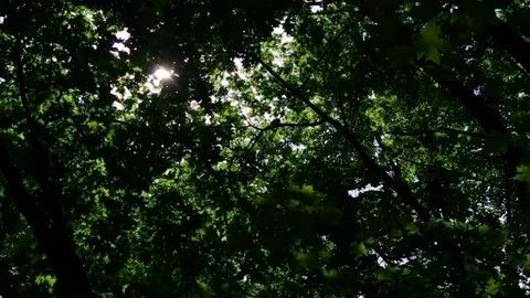 Sun shines through maple trees Video stock 77102434