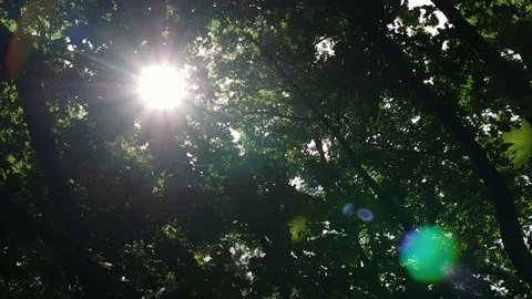 Sun shines through maple trees with lens flare Video stock 77102472