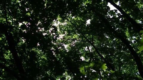 Sun shines through maple trees and smoke Video stock 77102564