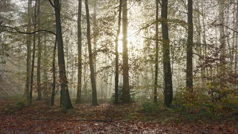 Sun shines through a misty beech tree forest at autumn in the morning. Stock Footage 269140550