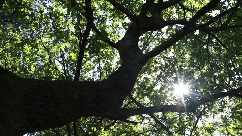 The sun shines through oak branches. Stock Footage 131402677