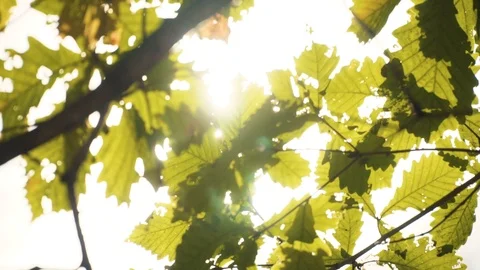 The sun shines through the oak leaf 库存影片 93329399
