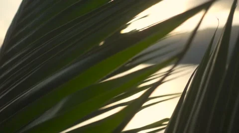 The Sun Shines Through the Palm Leaf. Slow Motion Stock Footage 66342195