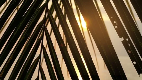 Sun shines through palm leaf Stock Footage 71796600