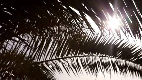 The sun shines through the palm leaf Stock Footage 113274264