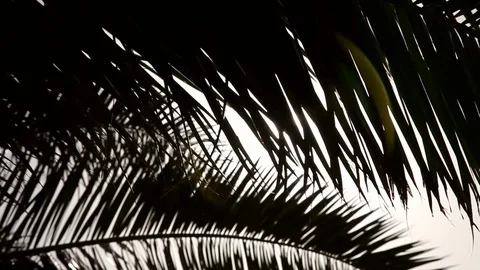 The sun shines through the palm leaf Stock Footage 113274271