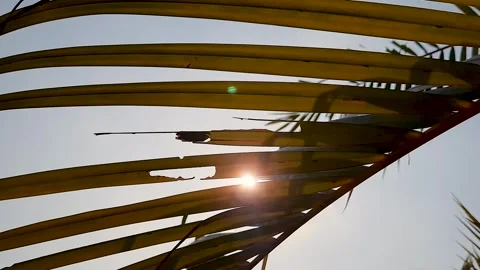 Sun shines through palm leaves at the beach Stock Footage 253249045
