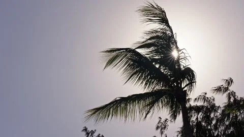 The sun shines through a palm tree Stock Footage 268820099