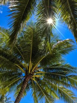 The sun shines through palm tree leaves Stock Photos