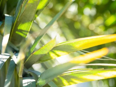 Sun shines through palm tree leaves. Tropical tree with fresh green foliage. Stock Photos