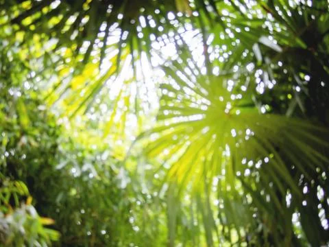 Sun shines through palm tree leaves. Tropical tree with fresh green foliage.  Stock Photos