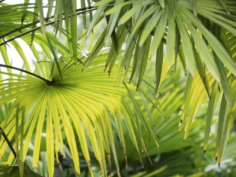 Sun shines through palm tree leaves. Tropical tree with fresh green foliage. Fotos Stock