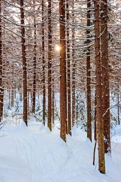 The sun shines through the pine trunks in winter forest. Stock Photos