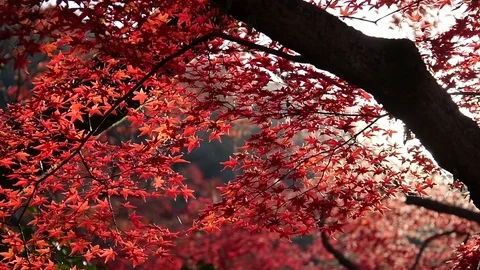 Sun Shines Through Red Autumn Leaves Stock Footage 77766382