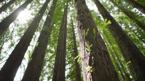 Sun shines through Redwood Trees, Baby Brunch Leafs, Redwoods  Forest, Australia Stock Footage 227450010
